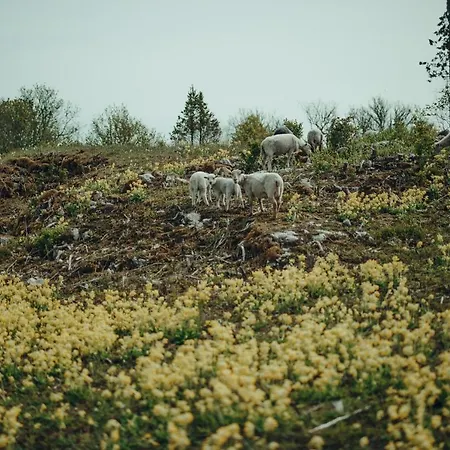 Ueuegumetsa Treehouse Дом отдыха Kallaste (Saaremaa)
