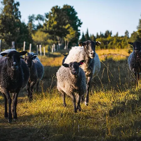 Ueuegumetsa Treehouse * Kallaste (Saaremaa)