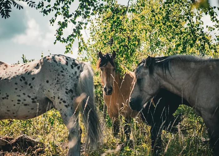 Ueuegumetsa Treehouse Casa vacanze