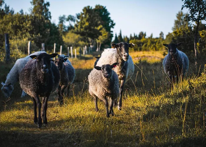 Ueuegumetsa Treehouse * Kallaste (Saaremaa)